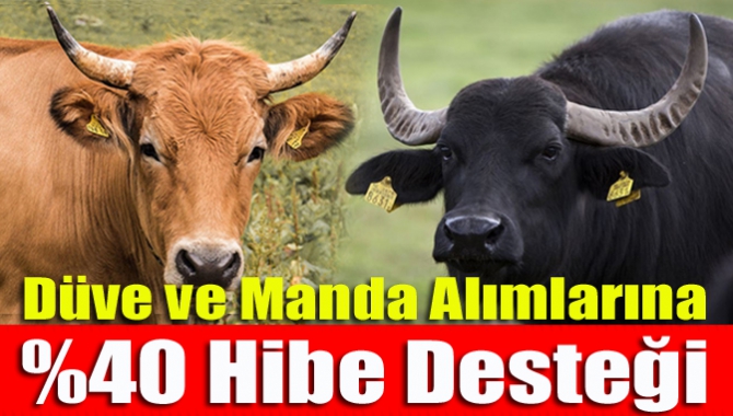 Düve ve Manda Alımlarına %40 Hibe Desteği