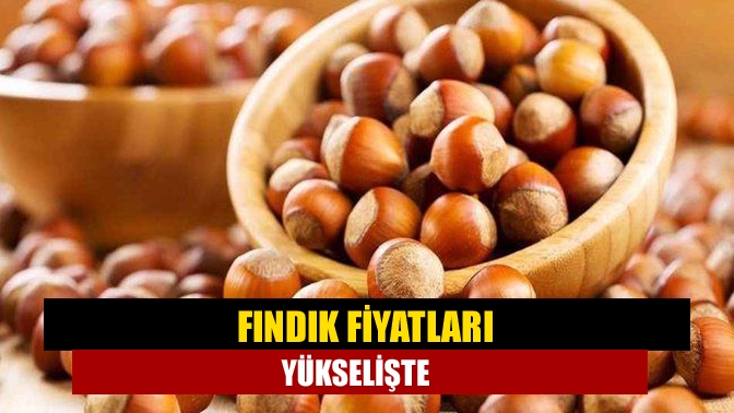 Fındık fiyatları yükselişte