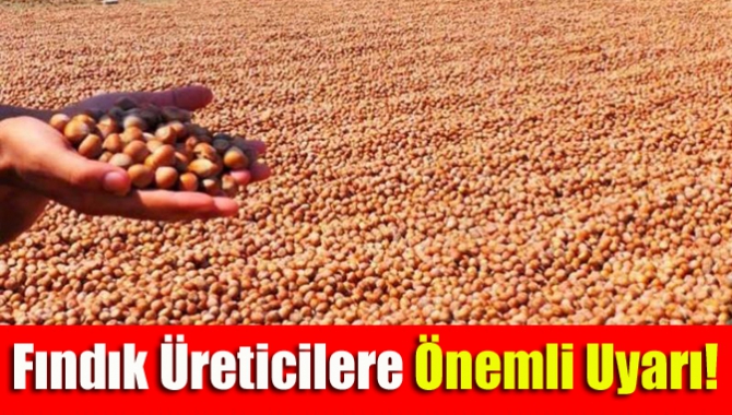 Fındık Üreticilere Önemli Uyarı!