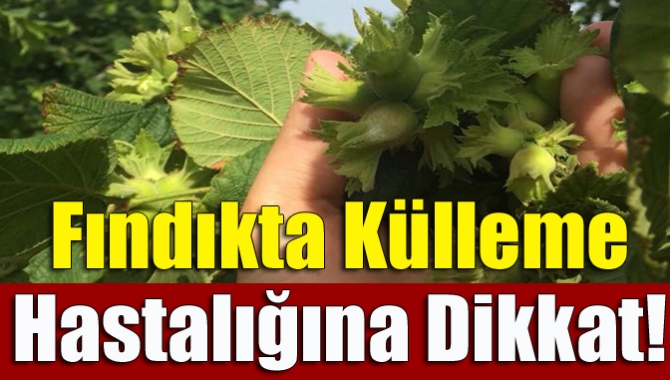 Fındıkta külleme hastalığına dikkat!