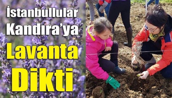 İstanbullular Kandıra'ya lavanta dikti