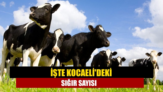 İşte Kocaelideki sığır sayısı