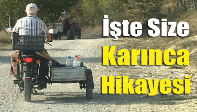 İşte size karınca hikayesi