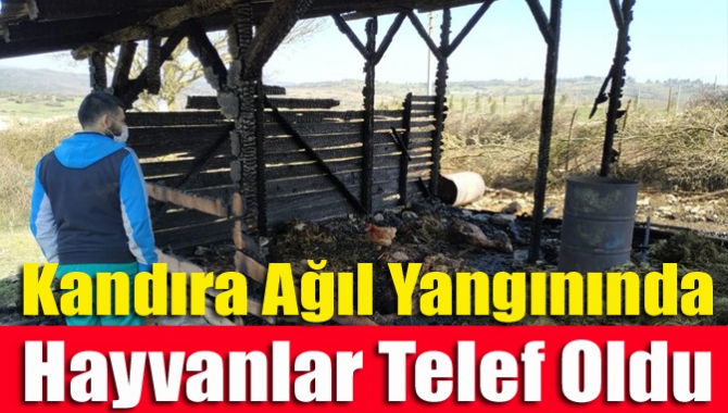 Kandıra Ağıl yangınında hayvanlar telef oldu