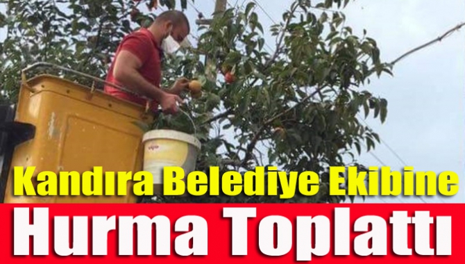 Kandıra belediye ekibine hurma toplattı