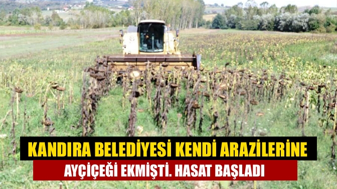 Kandıra Belediyesi kendi arazilerine ayçiçeği ekmişti. Hasat başladı