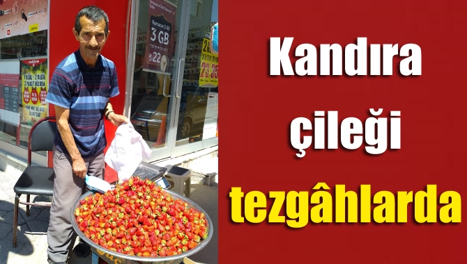 Kandıra çileği tezgâhlarda