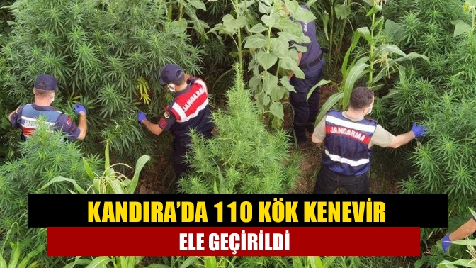 Kandıra’da 110 kök kenevir ele geçirildi