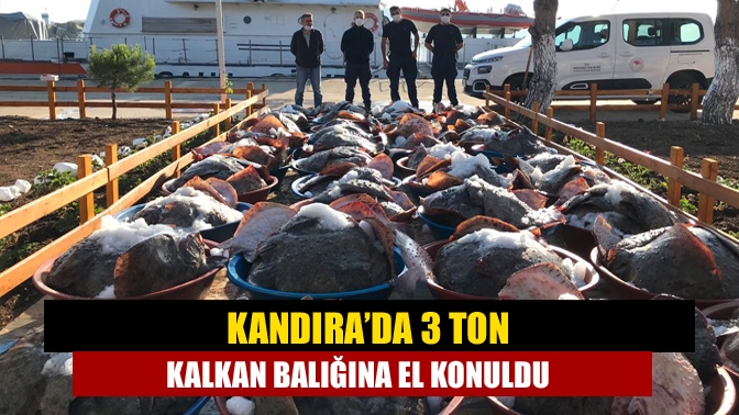 Kandıra’da kaçak 3 ton kalkan balığına el konuldu