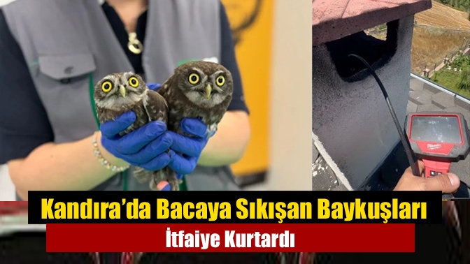 Kandıra’da Bacaya Sıkışan Baykuşları İtfaiye Kurtardı