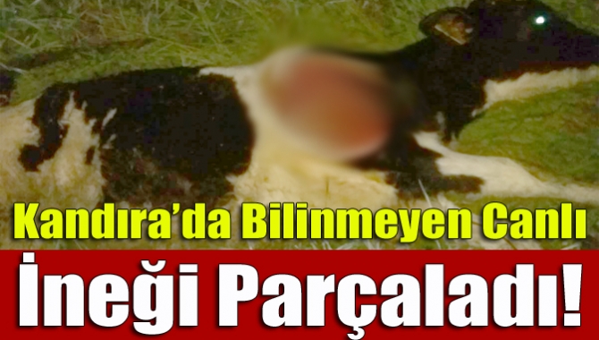 Kandıra’da bilinmeyen canlı ineği parçaladı!