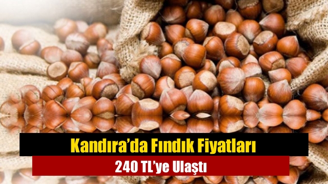 Kandıra’da Fındık Fiyatları 240 TL’ye Ulaştı
