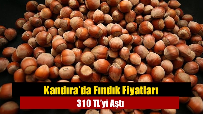 Kandıra’da Fındık Fiyatları 310 TL’yi Aştı