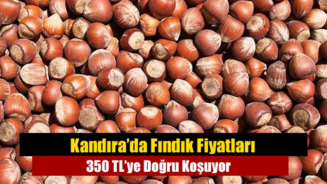 Kandıra’da Fındık Fiyatları 350 TL’ye Doğru Koşuyor
