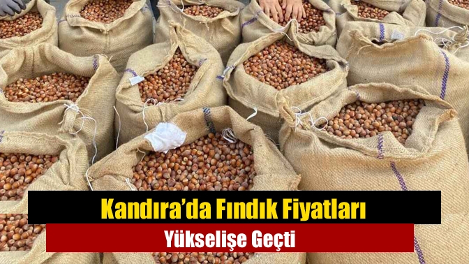 Kandıra’da Fındık Fiyatları Yükselişe Geçti