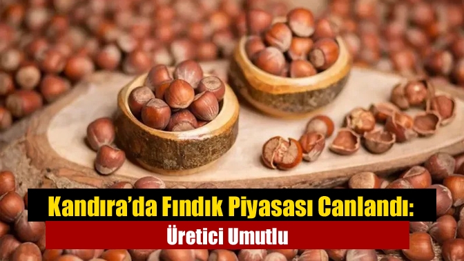 Kandıra’da Fındık Piyasası Canlandı: Üretici Umutlu