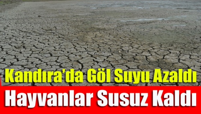 Kandıra’da göl suyu azaldı hayvanlar susuz kaldı