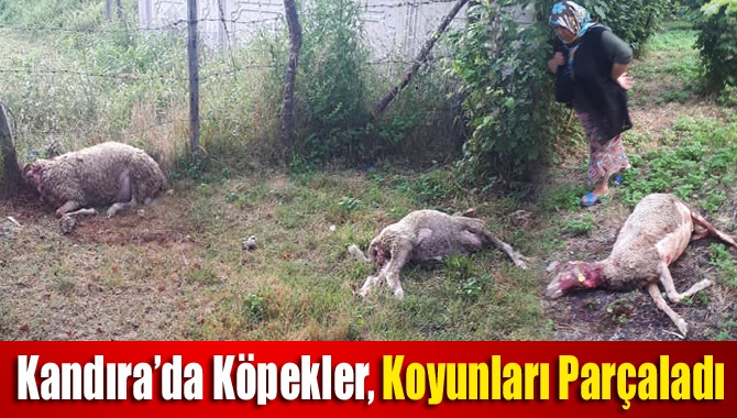 Kandıra’da Köpekler, Koyunları Parçaladı