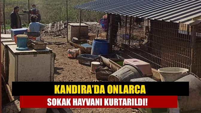 Kandıra’da Onlarca sokak hayvanı kurtarıldı!