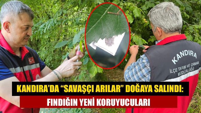 Kandıra’da “Savaşçı Arılar” Doğaya Salındı: Fındığın Yeni Koruyucuları
