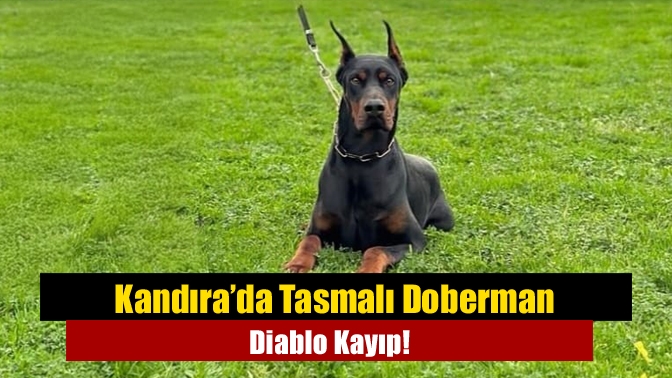 Kandıra’da Tasmalı Doberman Diablo Kayıp!