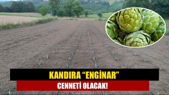 Kandıra “enginar” cenneti olacak!