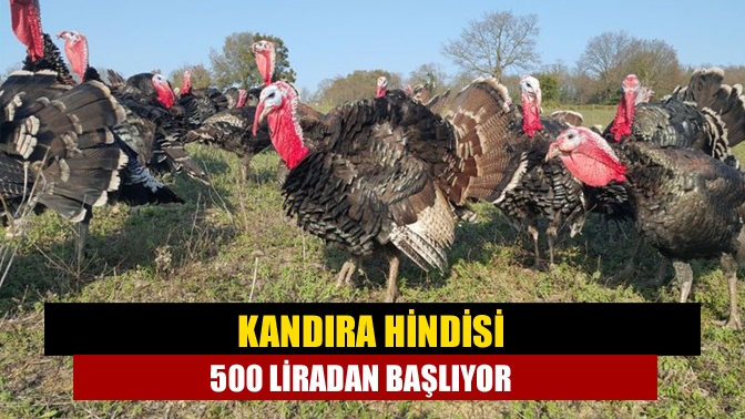 Kandıra hindisi 500 liradan başlıyor