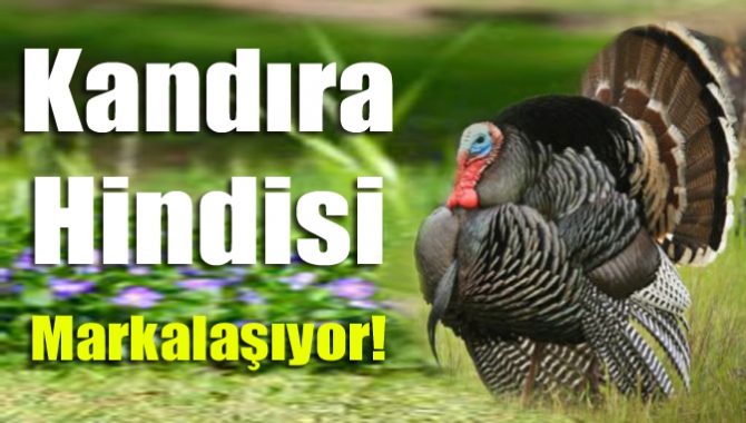 Kandıra hindisi markalaşıyor!