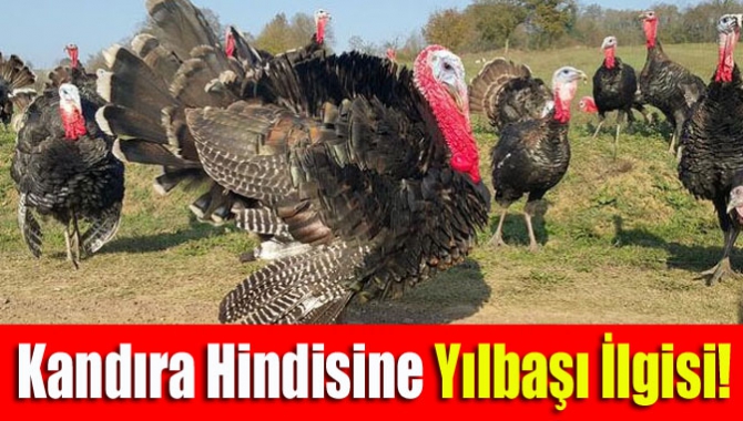 Kandıra hindisine yılbaşı ilgisi!