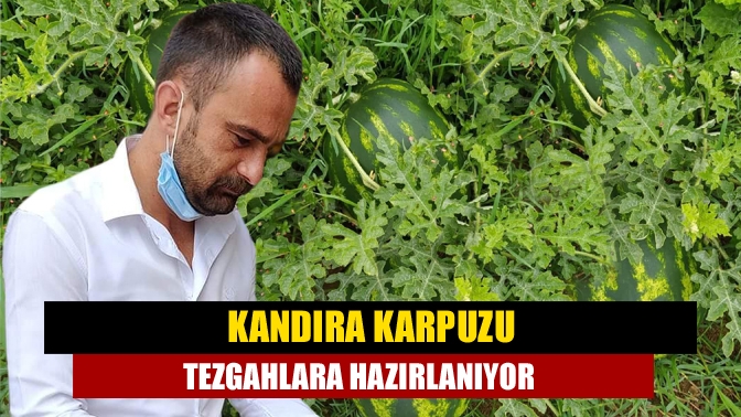 Kandıra karpuzu tezgahlara hazırlanıyor