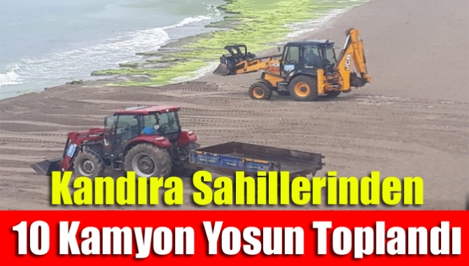 Kandıra sahillerinden 10 kamyon yosun toplandı