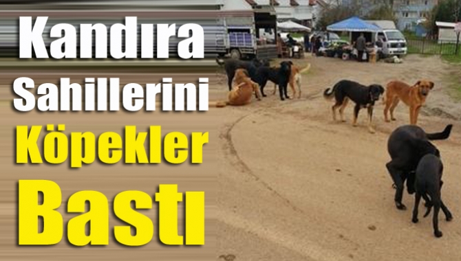 Kandıra sahillerini köpekler bastı