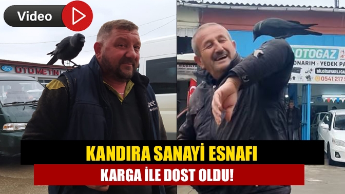 Kandıra Sanayi esnafı karga ile dost oldu!