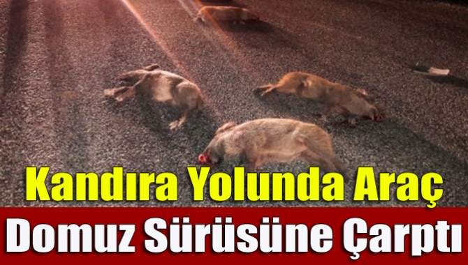 Kandıra Yolunda Araç Domuz Sürüsüne Çarptı