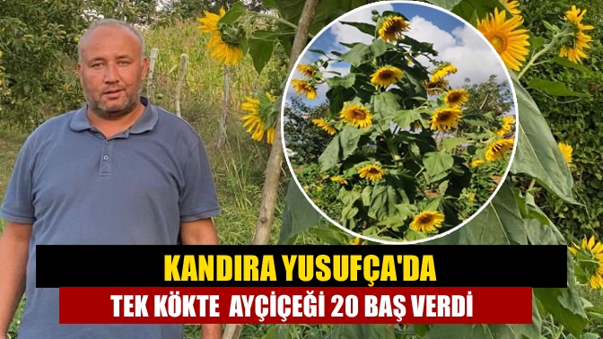 Kandıra Yusufçada tek kökte ayçiçeği 20 baş verdi