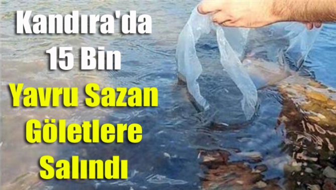 Kandıra'da 15 bin yavru sazan göletlere salındı