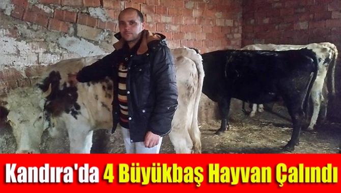 Kandıra'da 4 Büyükbaş Hayvan Çalındı