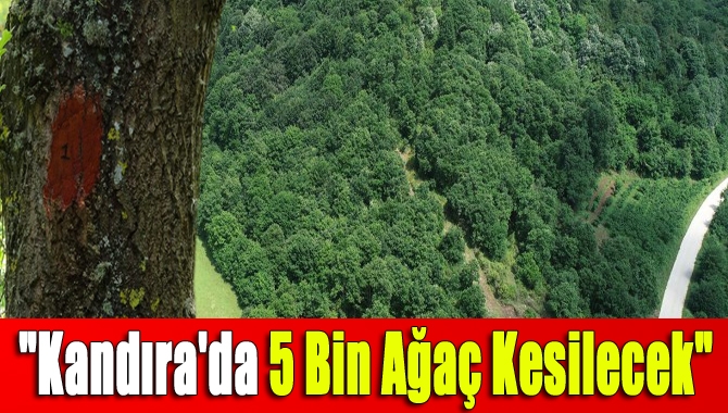 "Kandıra'da 5 bin ağaç kesilecek"