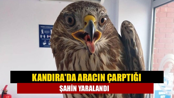 Kandırada Aracın çarptığı şahin yaralandı