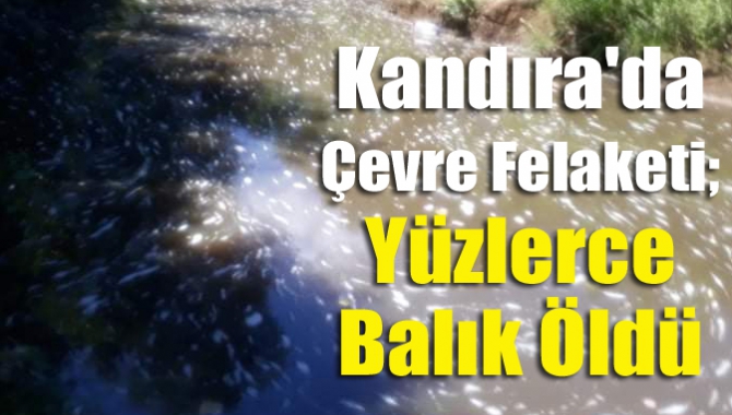 Kandıra'da Çevre Felaketi; Yüzlerce Balık Öldü