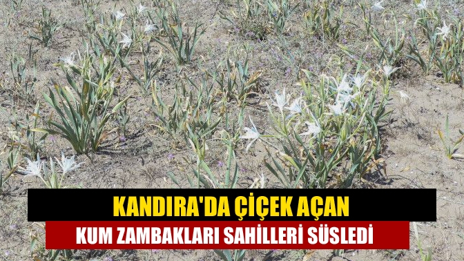 Kandırada çiçek açan kum zambakları sahilleri süsledi