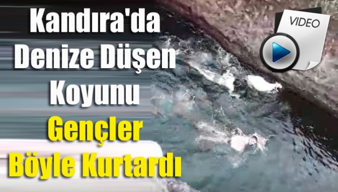 Kandıra'da Denize Düşen Koyunu Gençler Böyle Kurtardı