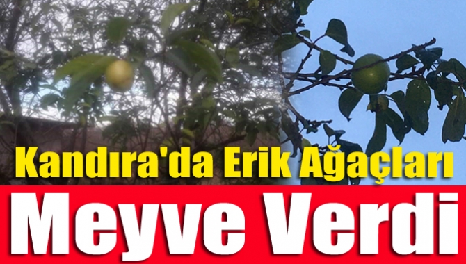 Kandıra'da erik ağaçları meyve verdi