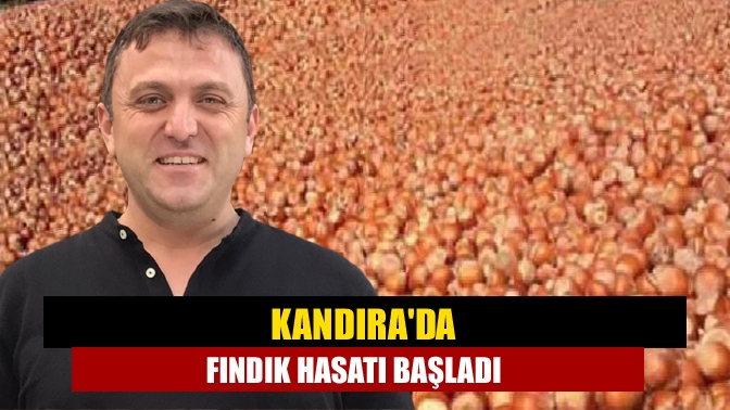 Kandıra'da fındık hasadı başladı