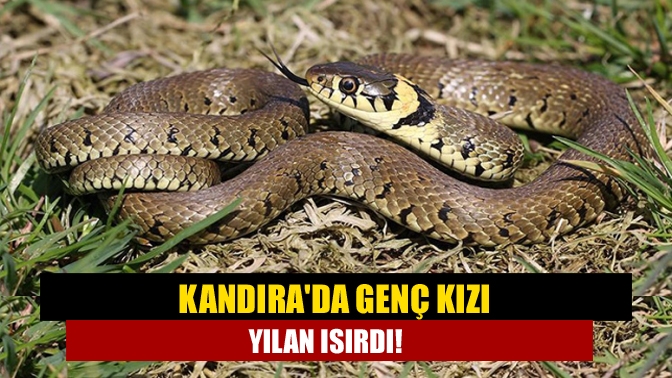 Kandırada Genç Kızı yılan ısırdı!