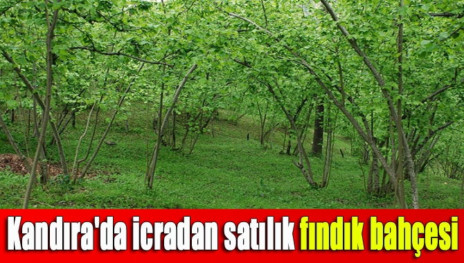 Kandıra'da icradan satılık fındık bahçesi