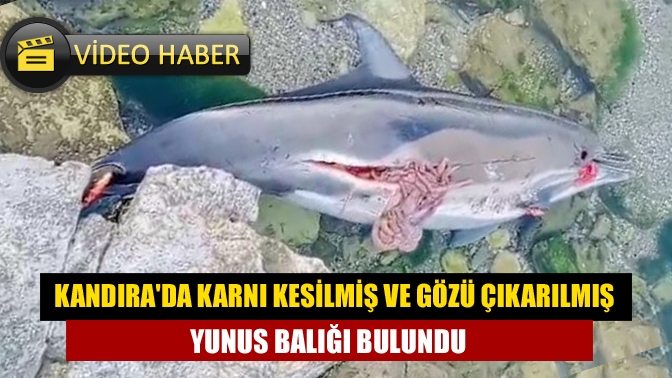 Kandırada karnı kesilmiş ve gözü çıkarılmış yunus balığı bulundu