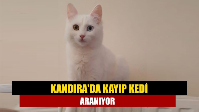 Kandırada Kayıp kedi aranıyor