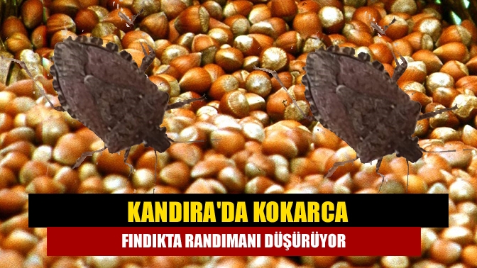 Kandırada Kokarca Fındıkta randımanı düşürüyor