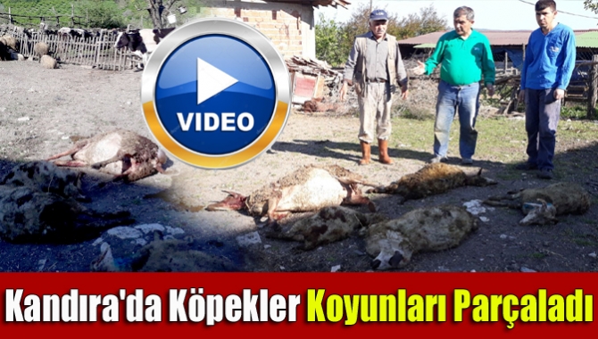 Kandıra'da köpekler koyunları parçaladı